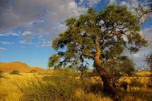 279 Namibia Okt 2006 .JPG